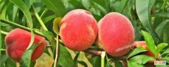 真果和假果的区别 真果和假果的区别是有没有子房参与果实的形成