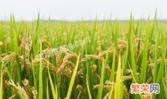 海水稻的培育利用了什么多样性 海水稻的培育是利用了