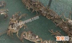 夏季螃蟹养殖的技术管理注意事项 关于夏季螃蟹养殖的技术管理注意事项