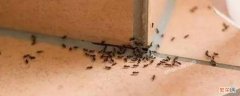 家有小黄蚂蚁什么原因 家里有微型小黄蚂蚁的原因