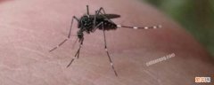 蚊子在生物链中起到什么作用 蚊子消失了对生物链有什么影响