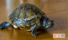 家养乌龟可以离开水在陆地上生活多久? 如何判断乌龟的种类