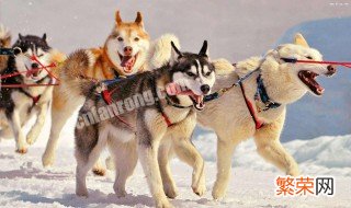 雪橇犬三傻是哪三傻 为什么叫雪橇犬三傻