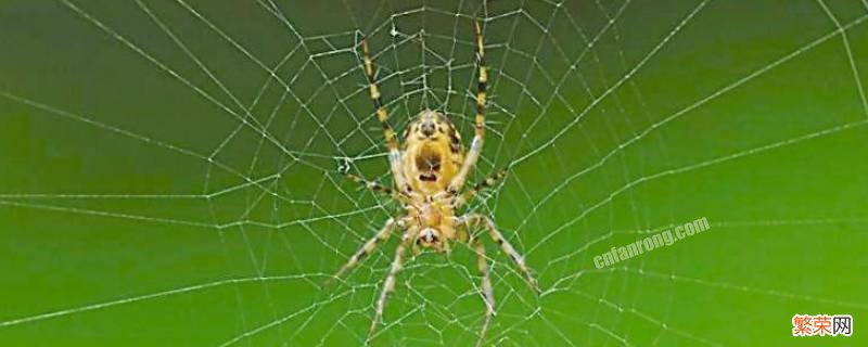 蜘蛛和蜈蚣为什么不是昆虫 蜘蛛蝎子蜈蚣是昆虫吗?为什么