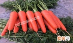 胡萝卜种植方法 胡萝卜怎么种植