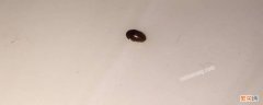 小米粒大小黑色硬壳虫 小米粒大小的褐色硬壳虫子