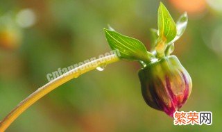 花蕾是由什么和什么构成的 花蕾简单介绍