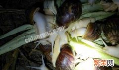 养殖白玉蜗牛不怎么进食怎么办呢 养殖白玉蜗牛不怎么进食怎么办