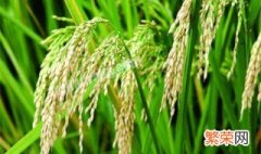 小麦和水稻的区别PPT 小麦和水稻的区别