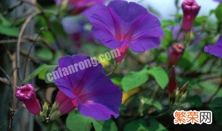 牵牛花的精神 描写牵牛花的精神