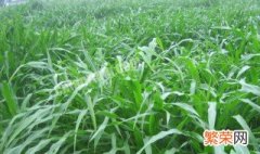 玉米草亩产多少吨 玉米草种植方法和时间