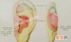 副耳的原理及适应人群和禁忌人群介绍 关于副耳的原理及适应人群和禁忌人群介绍