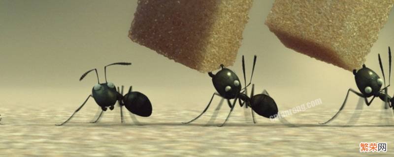 去除蚂蚁 去除蚂蚁的土办法