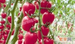 樱桃番茄怎么种 樱桃番茄怎么种?