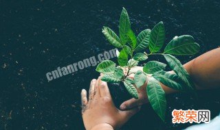 植物的播种方法有哪些什么植物 植物种植方法