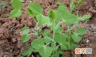 土培豌豆苗的种植方法 土培豌豆苗的种植方法图解