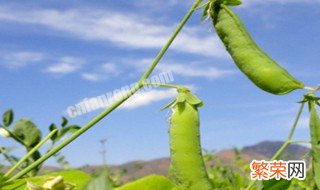 荷兰豆的种植与管理技术要点 荷兰豆种植方法