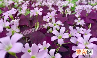 紫色的草叫什么名字 紫色的草叫什么名字改善睡眠的新疆