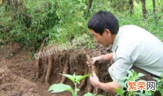 山药怎么种 山药种植方法介绍