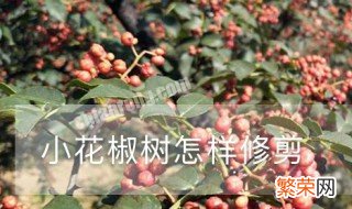 花椒树怎样修剪 小花椒树的修剪方法