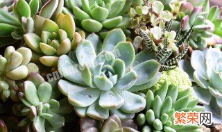 蛛丝卷绢多肉怎么养 蛛丝卷绢多肉怎么繁殖