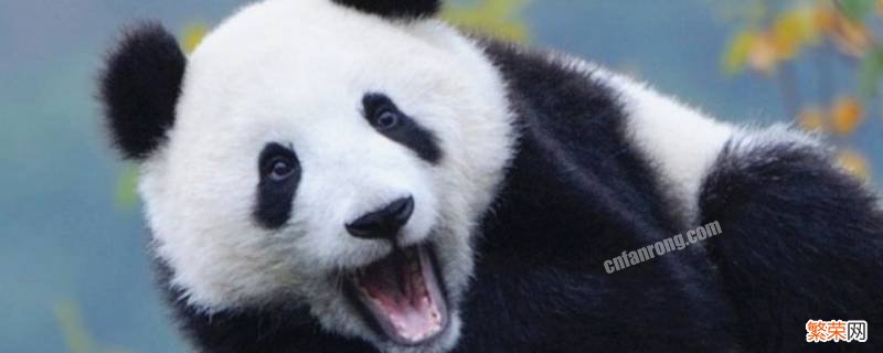 大熊猫爱吃的竹子是什么 大熊猫爱吃的竹子是什么组织