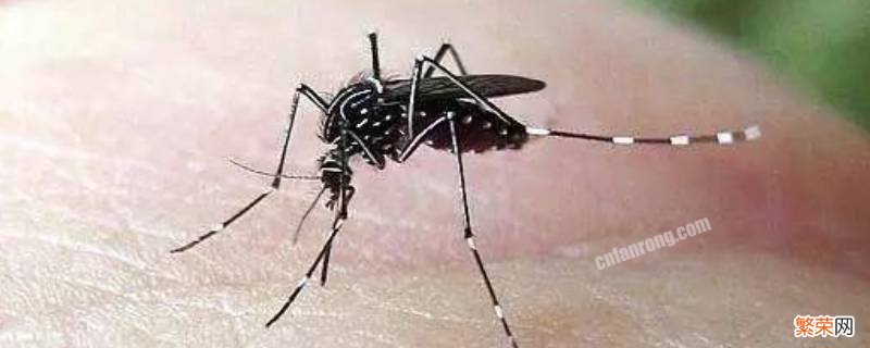 怎么找到蚊子藏在哪 怎么找到藏着的蚊子