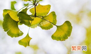 银杏树的形态特征 银杏树特点