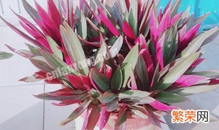 紫露兰吊兰怎么养才能更旺盛 紫露兰盆栽吊兰怎么养