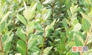 菲油果苗品种介绍 菲油果的种植方法