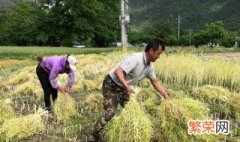 油菜一般几月收割最好 油菜一般几月收割