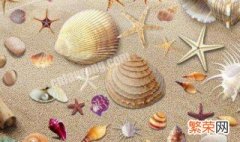 贝壳怎么保存不褪色 存放贝壳的方法