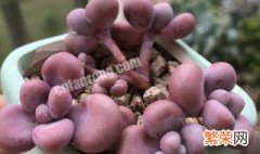 多肉植物桃蛋养殖方法 多肉植物桃蛋怎么养殖方法