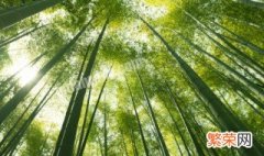 竹子的养殖方法 竹子的养殖方法是什么