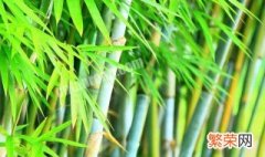 红竹的养殖方法 红竹如何养殖