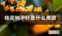 桂花树干叶是怎么回事 桂花树干叶是什么原因