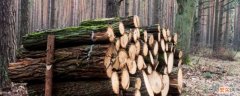 干木材是导体还是绝缘体 干燥的木条是导体还是绝缘体