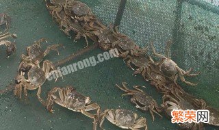 河蟹的养殖方法 关于河蟹的养殖方法