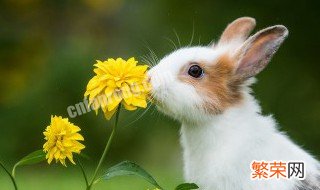 兔的养殖方法 兔的养殖方法是什么