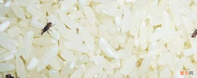 米里有很多白虫子怎么处理 米里面的小白虫怎么处理