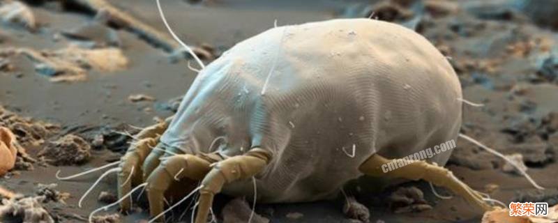 螨虫是虫子还是细菌 螨虫是细菌还是寄生虫