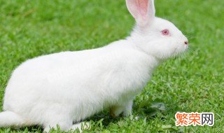 肉兔养殖方法 肉兔如何养殖