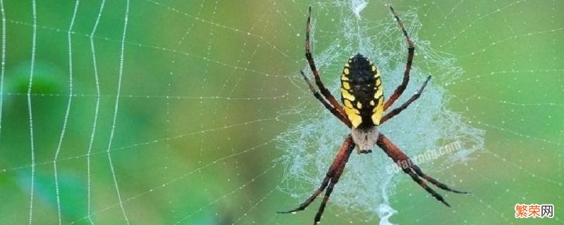蜘蛛属于 蜘蛛属于脊椎动物吗