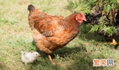 肉食鸡养殖方法 肉食鸡如何养殖