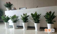 上海绿植租赁推荐 上海植物租赁哪家好