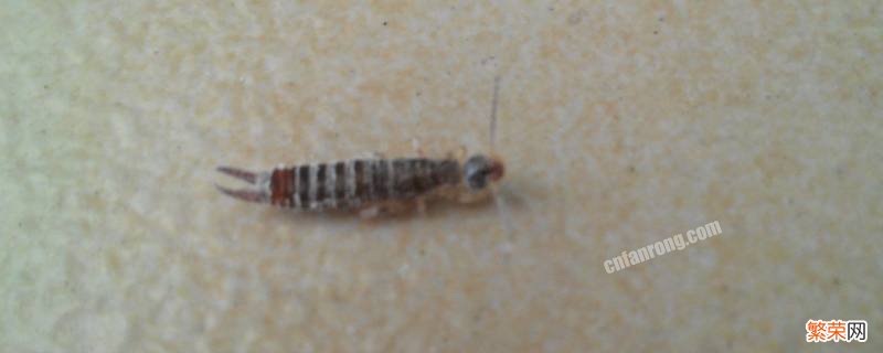 家里经常出现甲虫 家里有甲虫是什么原因