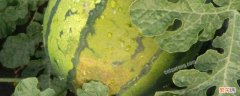 西瓜表面有黑斑能吃吗 西瓜有黑斑怎么回事