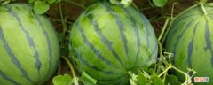 自己种的西瓜怎样看熟了没有 自家种的西瓜怎么知道熟没熟