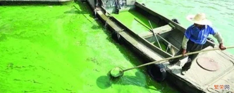 蓝藻如何处理掉 蓝藻如何处理