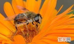 养的蜂如何取糖 蜜蜂怎样取糖
